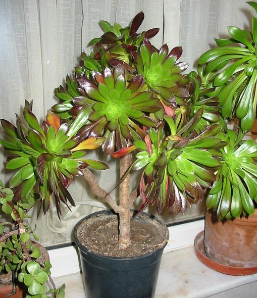 Name:  aeonium arboreum 1.jpg
Views: 1905
Size:  69.4 KB