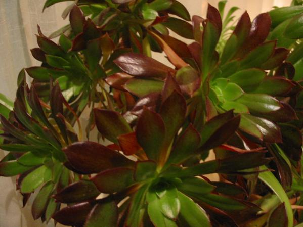 Name:  aeonium arboreum 2.jpg
Views: 1419
Size:  38.5 KB