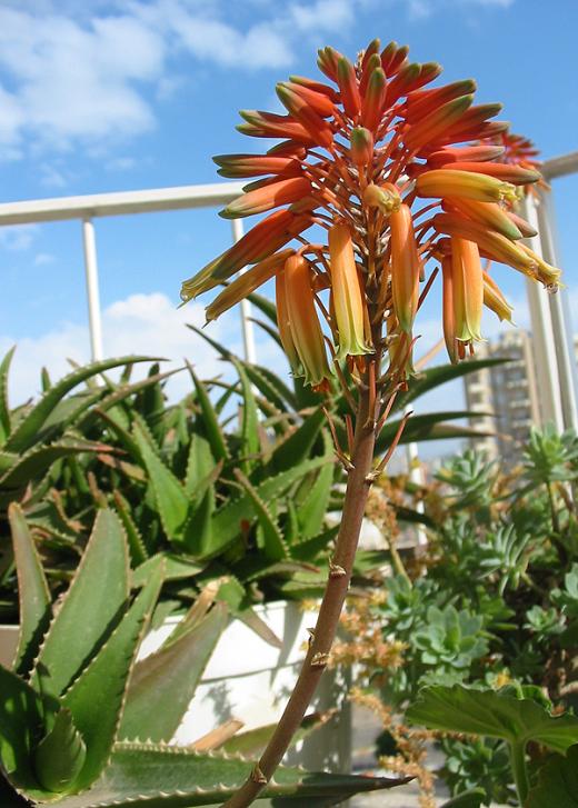 Name:  aloevera.jpg
Views: 1424
Size:  68.9 KB