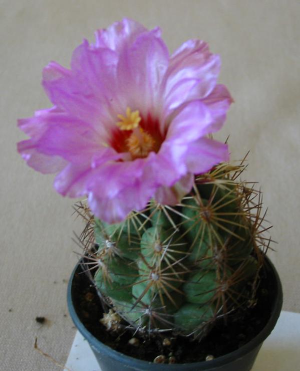 Name:  mammillaria schumani.jpg
Views: 1378
Size:  41.5 KB