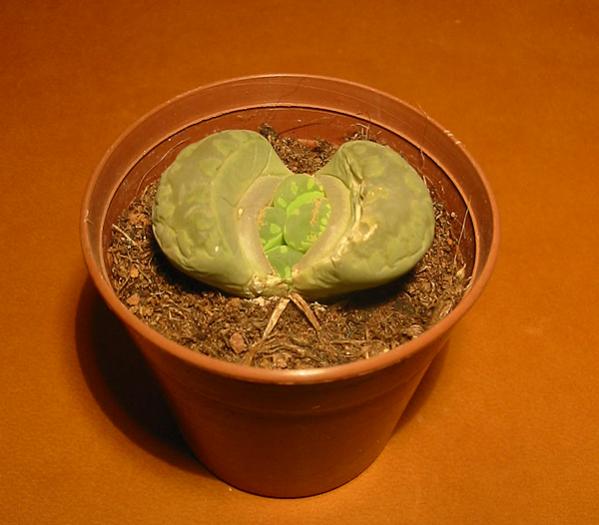 Name:  lithops otzeniana.jpg
Views: 1189
Size:  36.9 KB