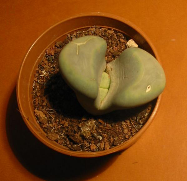 Name:  lithops meyeri.jpg
Views: 1215
Size:  36.9 KB