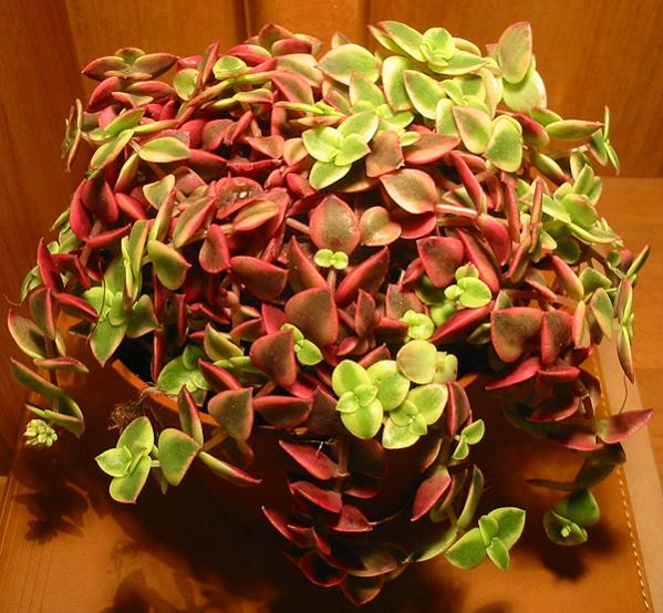 Name:  Crassula pellucida marginalis rubra variegata.jpg
Views: 2063
Size:  66.4 KB