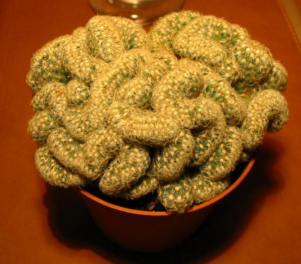 Name:  Mammillaria elongata 'Crest'.jpg
Views: 1492
Size:  53.8 KB