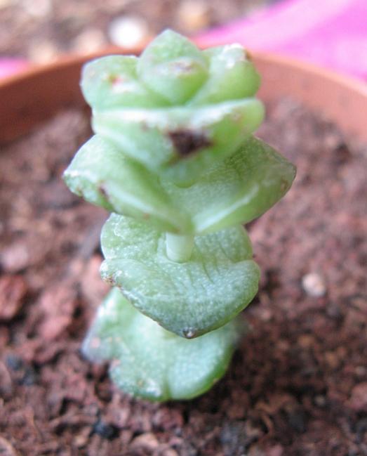 Name:  crassula marnierena.jpg
Views: 3451
Size:  35.4 KB