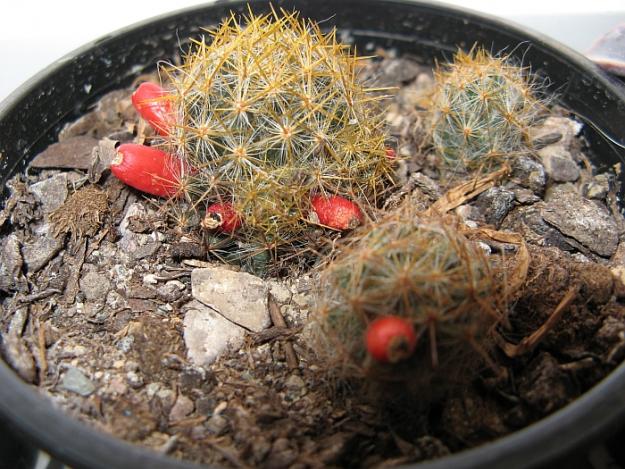Name:  mammilaria proliferia (siyah tohum).jpg
Views: 2978
Size:  71.4 KB