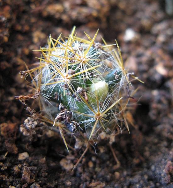 Name:  Mammillaria prolifera1.jpg
Views: 2894
Size:  56.3 KB