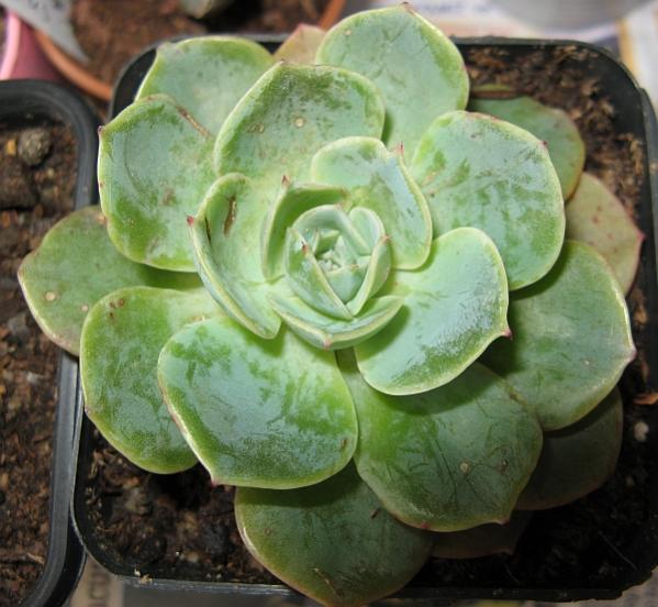 Name:  echeveria1.jpg
Views: 2868
Size:  49.6 KB