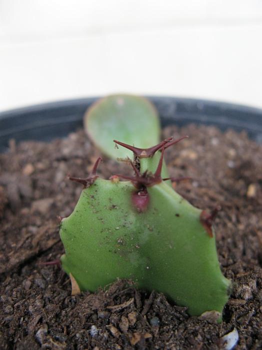 Name:  euphorbia tringota1.jpg
Views: 2714
Size:  39.7 KB