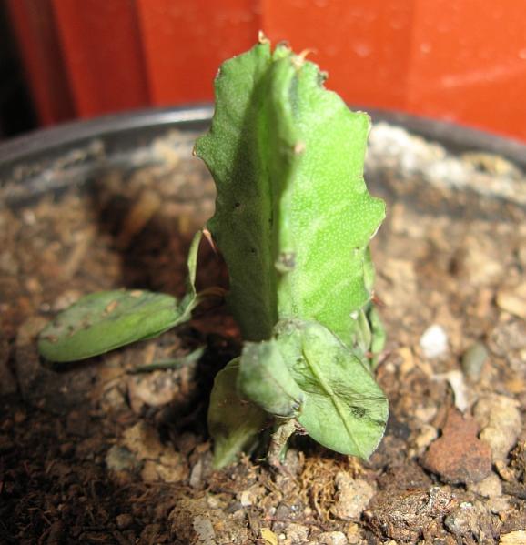 Name:  euphorbia tringota2.jpg
Views: 2785
Size:  49.2 KB