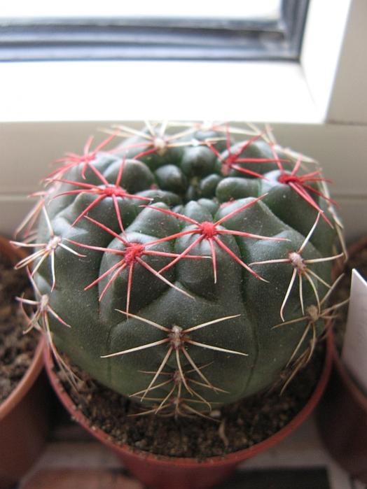 Name:  mammilaria .......1.jpg
Views: 2761
Size:  45.2 KB