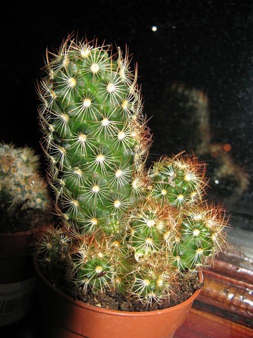 Name:  mammilaria elongata kahve diken.jpg
Views: 3135
Size:  70.5 KB