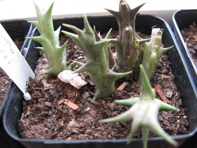 Name:  caralluma dummeri.jpg
Views: 2830
Size:  59.8 KB