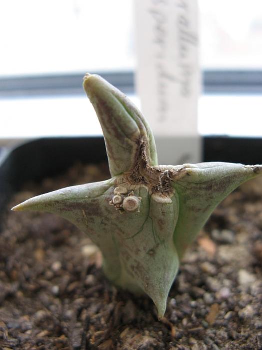Name:  caralluma hesperidum.jpg
Views: 2747
Size:  35.5 KB