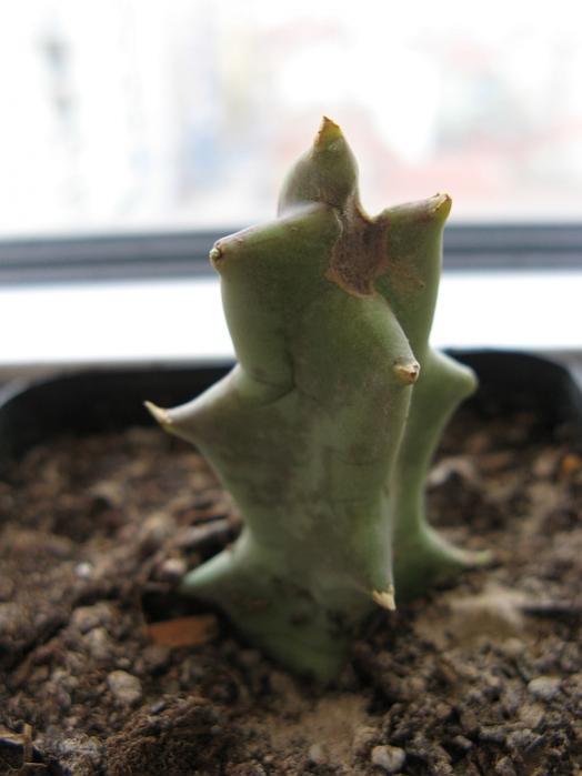 Name:  caralluma lutea.jpg
Views: 2837
Size:  32.1 KB