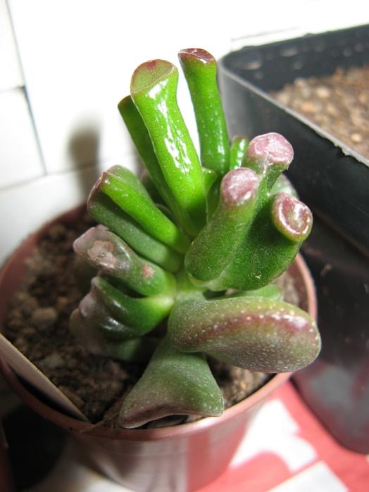 Name:  crassula collum.jpg
Views: 3182
Size:  40.4 KB
