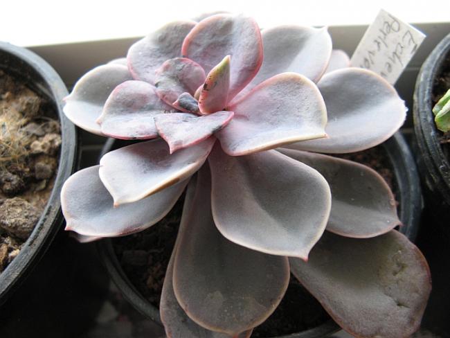 Name:  echeveria perle von nurnberg.jpg
Views: 2881
Size:  41.0 KB