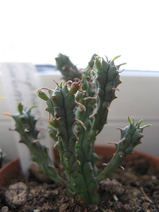 Name:  euphorbia submammilaris.jpg
Views: 2776
Size:  32.6 KB