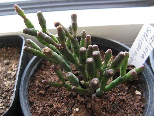 Name:  hatiora salicornioides.jpg
Views: 2970
Size:  52.7 KB