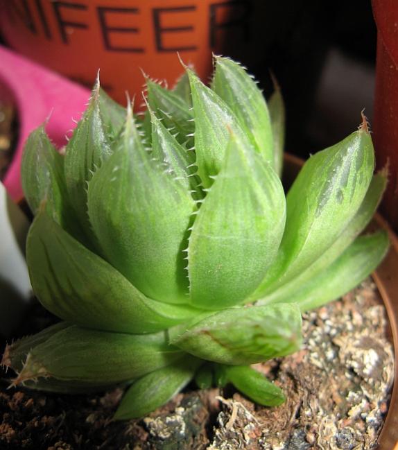 Name:  hawortia bolisii blackbeardiana.jpg
Views: 2804
Size:  51.5 KB