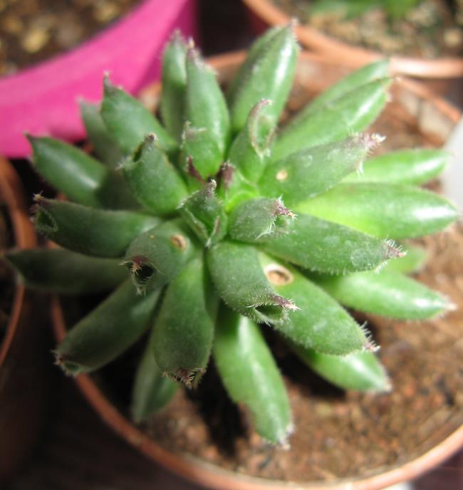 Name:  sempervivum oddity.jpg
Views: 2690
Size:  44.2 KB