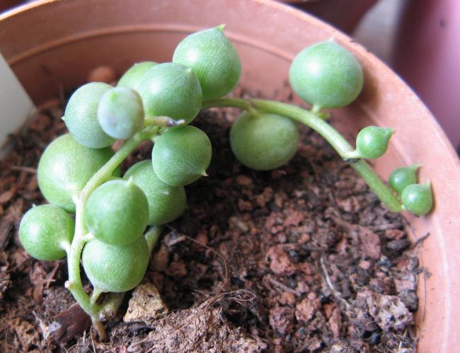 Name:  senecio rowleyanus.jpg
Views: 3296
Size:  52.3 KB