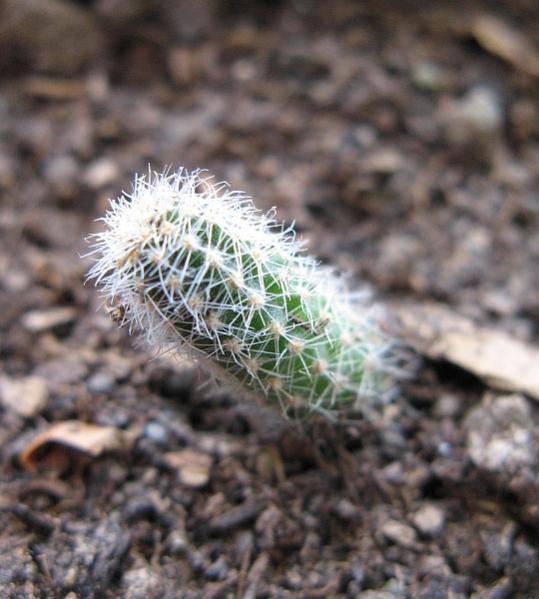 Name:  Chamaecereus silvestri.jpg
Views: 3063
Size:  44.6 KB