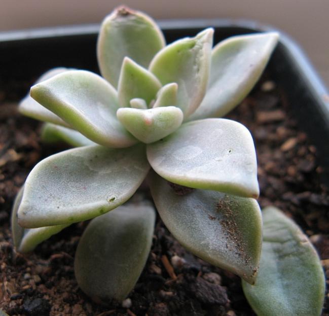 Name:  Graptopetalum paraguayense.jpg
Views: 3450
Size:  44.8 KB