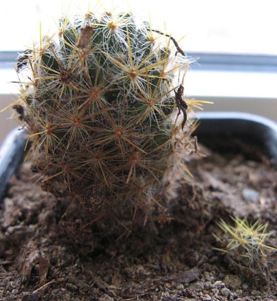 Name:  Mammillaria prolifera.jpg
Views: 2810
Size:  57.1 KB