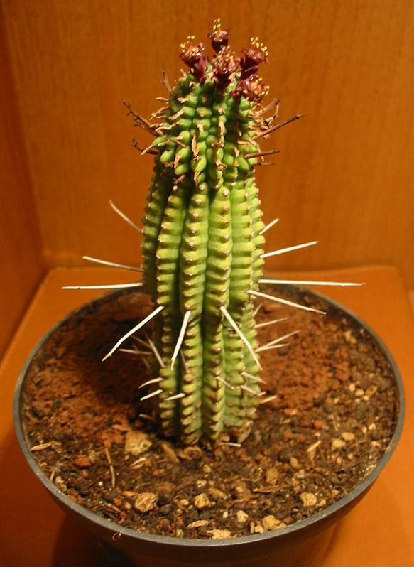 Name:  Euphorbia submammillaris_face.jpg
Views: 1960
Size:  65.9 KB