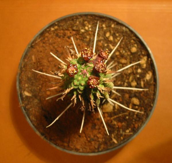 Name:  Euphorbia submammillaris_top.jpg
Views: 1957
Size:  40.2 KB