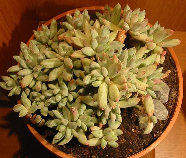 Name:  Echeveria setosa var deminuta.jpg
Views: 2037
Size:  59.2 KB
