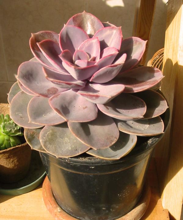 Name:  Echeveria_'perle von nurenberg'.jpg
Views: 2135
Size:  55.7 KB