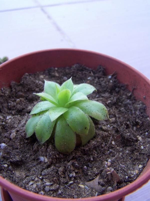 Name:  100_6087.jpg
Views: 2138
Size:  59.9 KB
