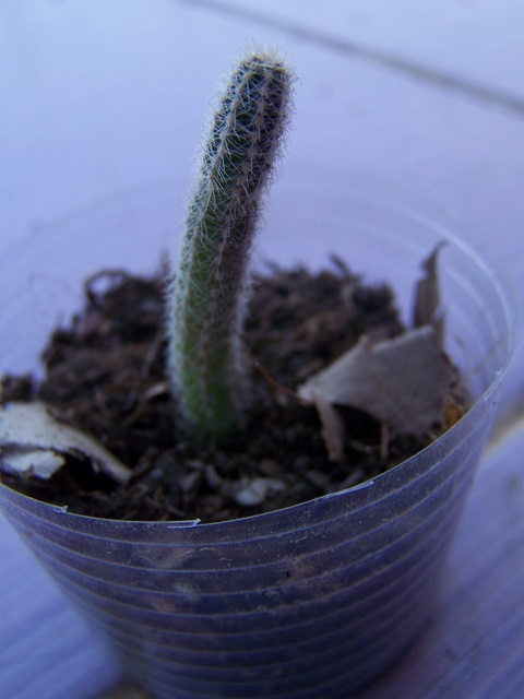 Name:  100_5994.JPG
Views: 700
Size:  67.4 KB