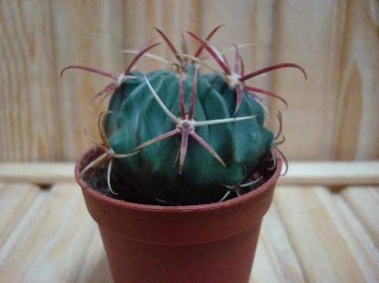 Name:  Ferocactus latispinus.jpg
Views: 2575
Size:  22.3 KB