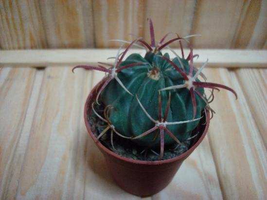 Name:  Ferocactus latispinus_2.jpg
Views: 2353
Size:  25.5 KB