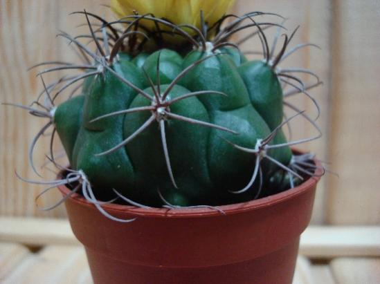 Name:  Matucana Madisoniorum.jpg
Views: 2348
Size:  26.9 KB
