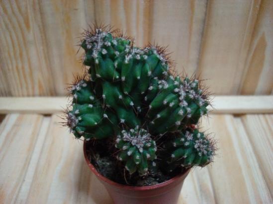 Name:  cereus peruvianus_2.jpg
Views: 2152
Size:  28.1 KB
