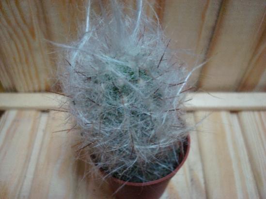 Name:  cephalocereus.jpg
Views: 2223
Size:  27.5 KB