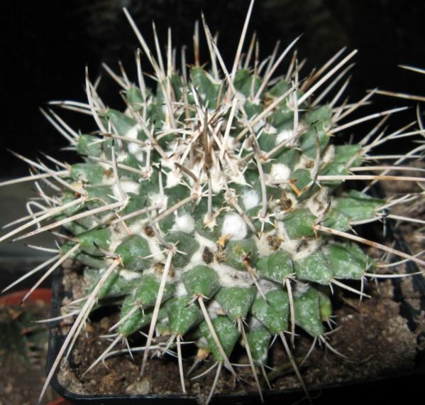 Name:  Resim 001 1.jpg
Views: 1574
Size:  61.9 KB