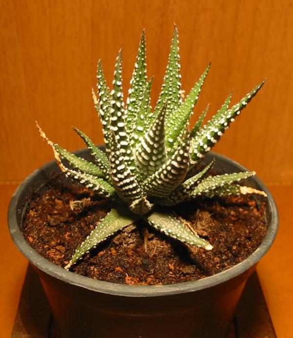 Name:  haworthia fasciata superclone 1.jpg
Views: 2178
Size:  60.5 KB
