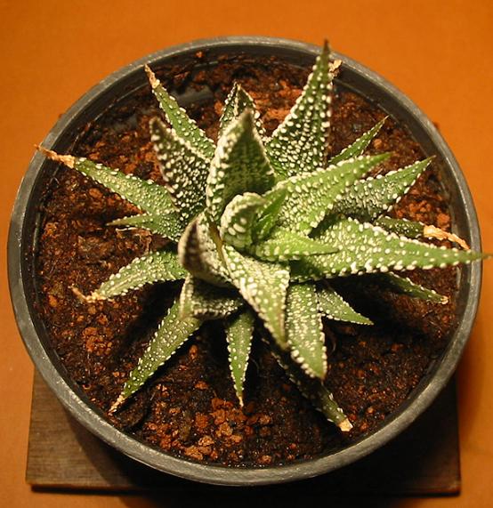 Name:  haworthia fasciata superclone 2.jpg
Views: 2009
Size:  67.8 KB