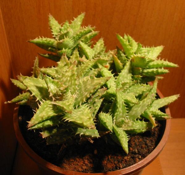 Name:  aloe juvenna.jpg
Views: 2371
Size:  49.8 KB