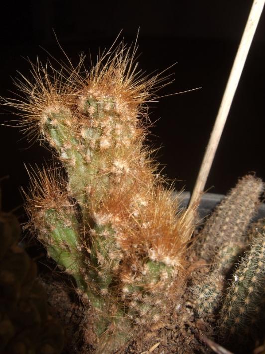 Name:  .cereus peruvianus.jpg
Views: 2074
Size:  69.4 KB