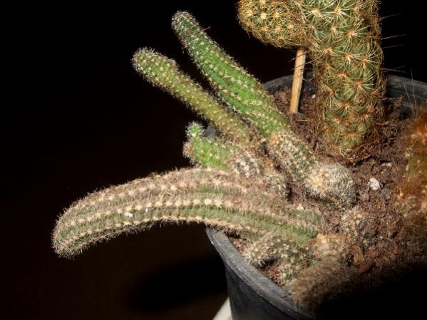 Name:  .Chamaecereus silvestrii.jpg
Views: 2144
Size:  46.0 KB
