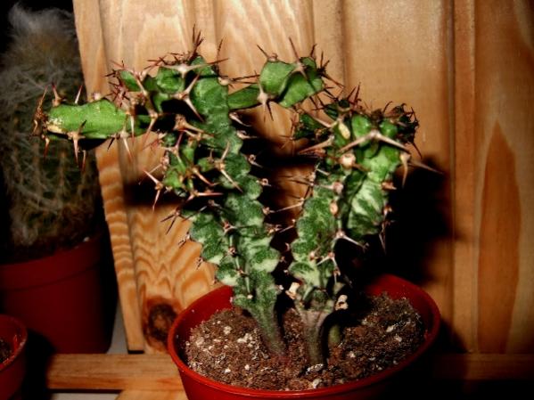 Name:  .euphorbia trigona.jpg
Views: 2343
Size:  46.0 KB