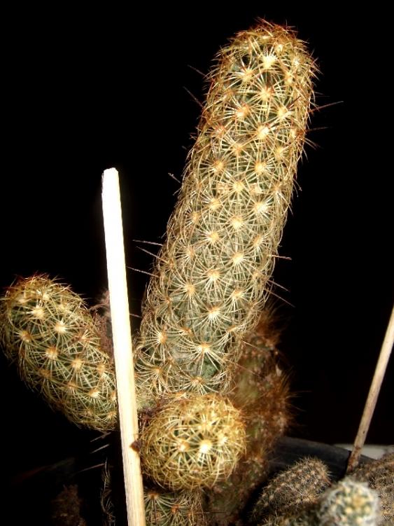 Name:  .mammillaria elongata.jpg
Views: 2228
Size:  67.6 KB