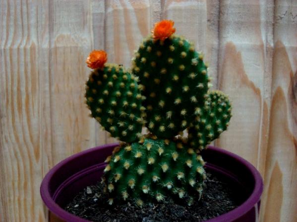 Name:  .Opuntia microdasis.jpg
Views: 2161
Size:  38.5 KB