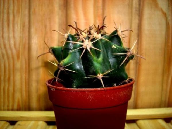 Name:  .Ferocactus glausescens.jpg
Views: 1897
Size:  33.1 KB